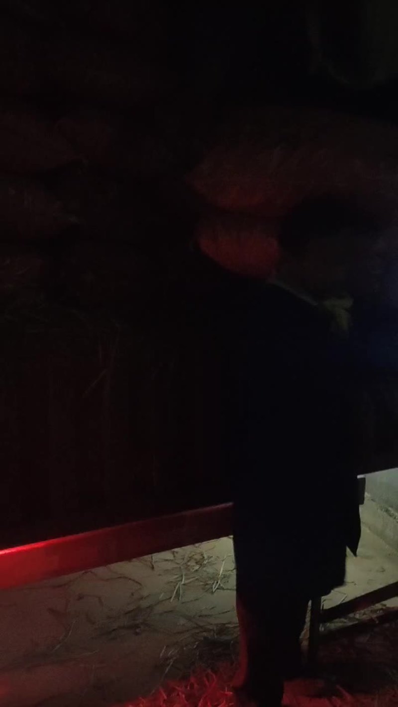 马蹄