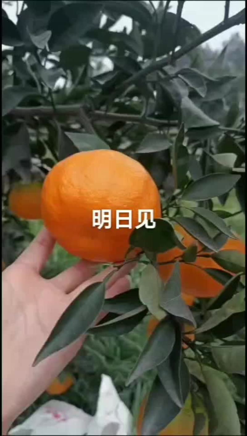 四川省水果明日见大量出货中