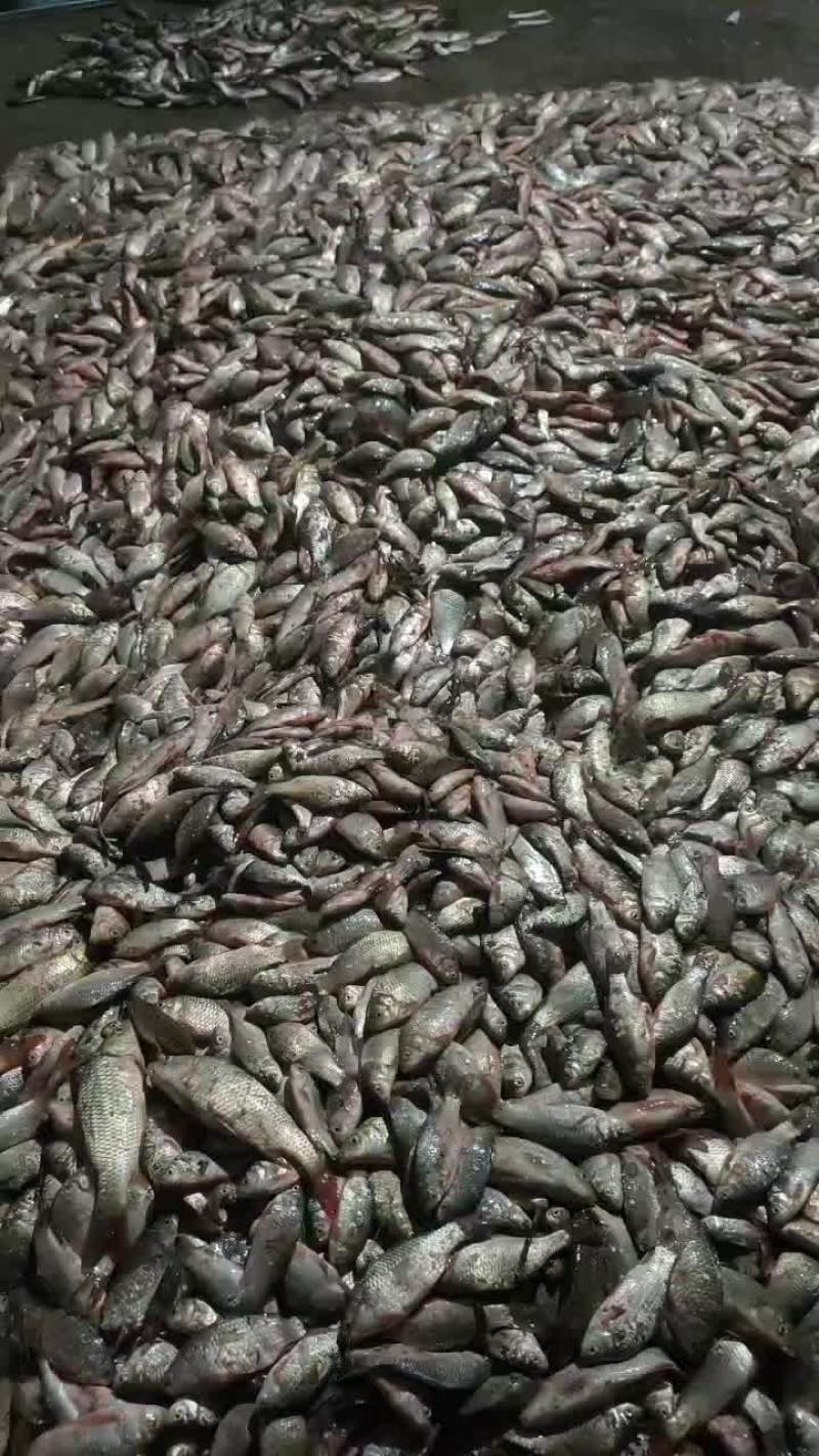 大量批发