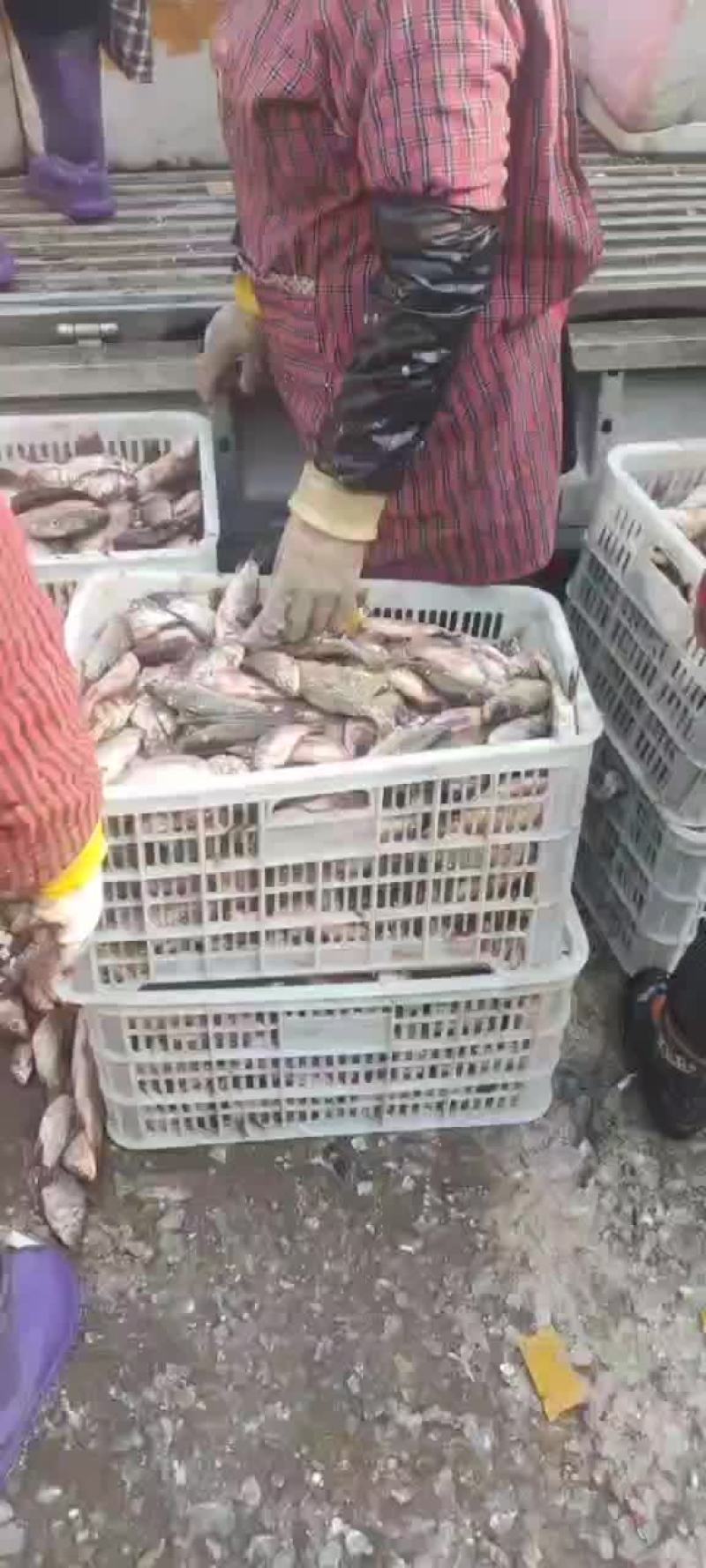 大量批发
