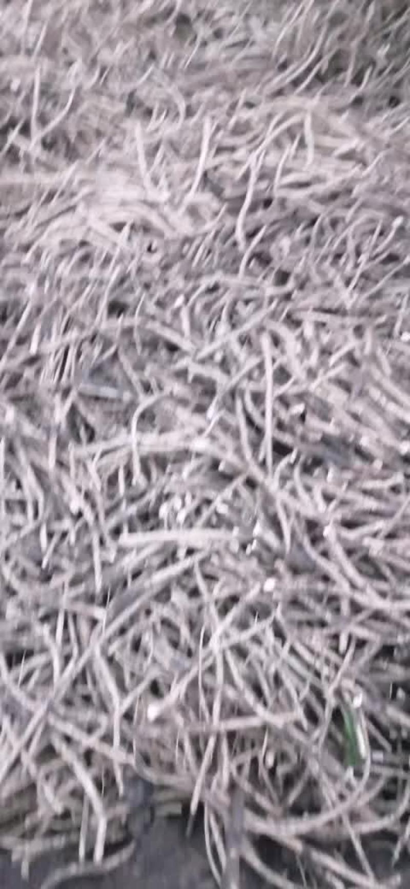 出售辣根种苗10万斤。