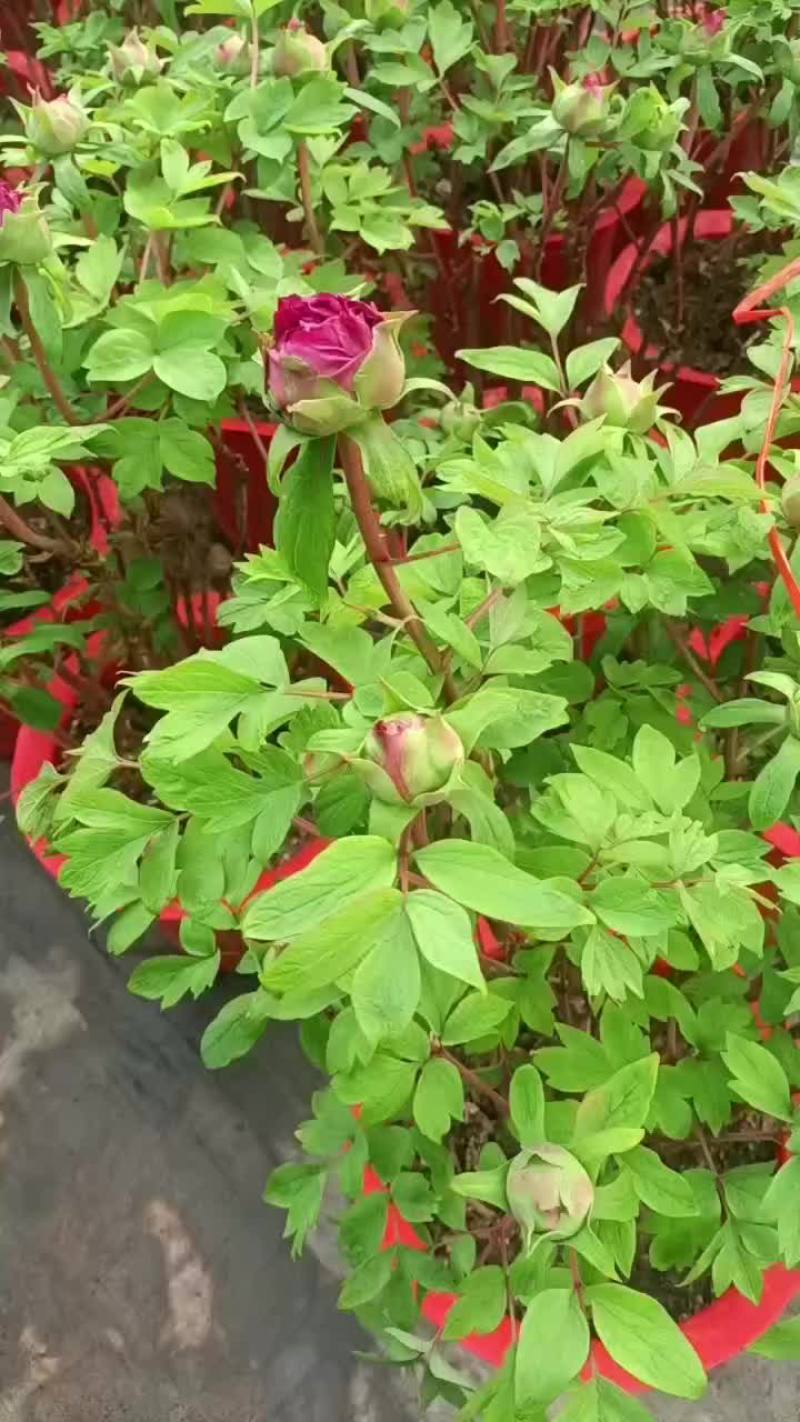 牡丹