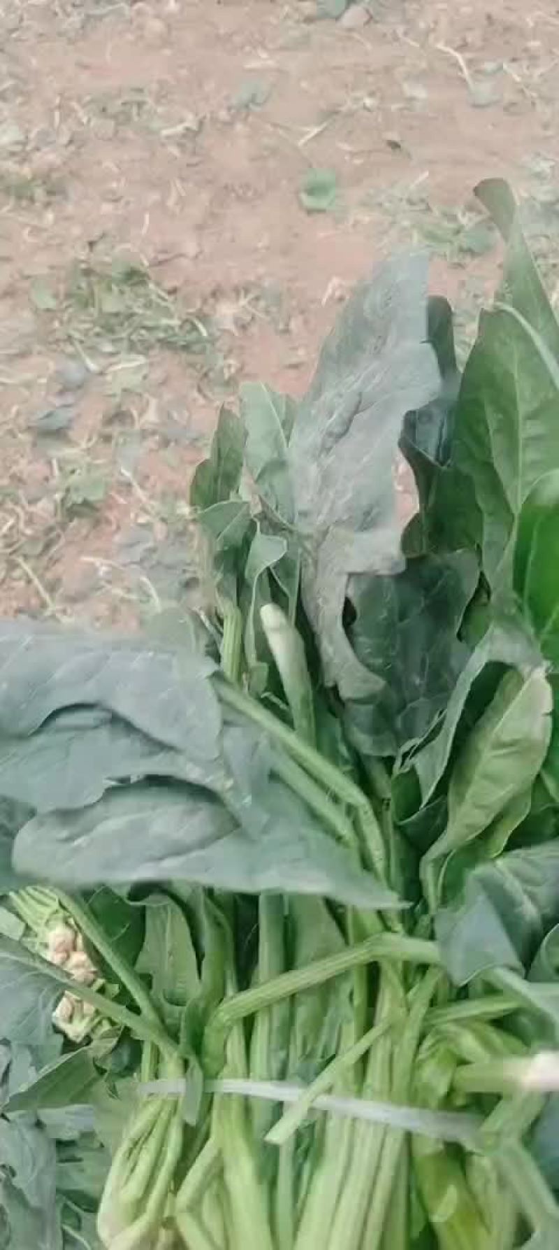 精品菠菜