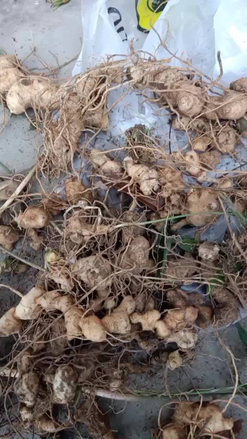 野生黄精
