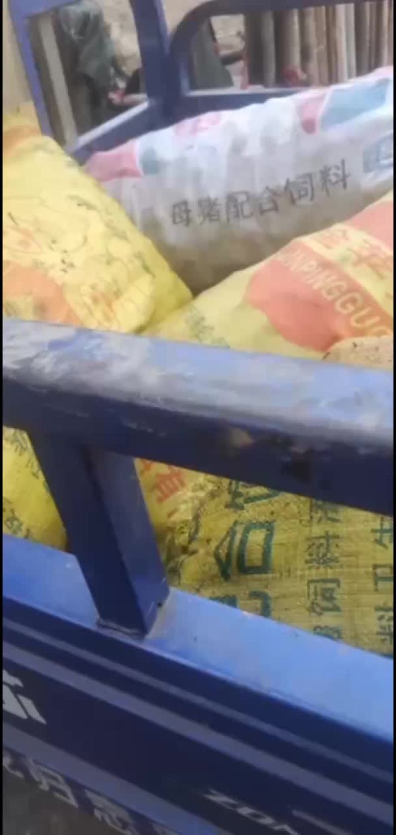 白慈姑产地直销现挖现发