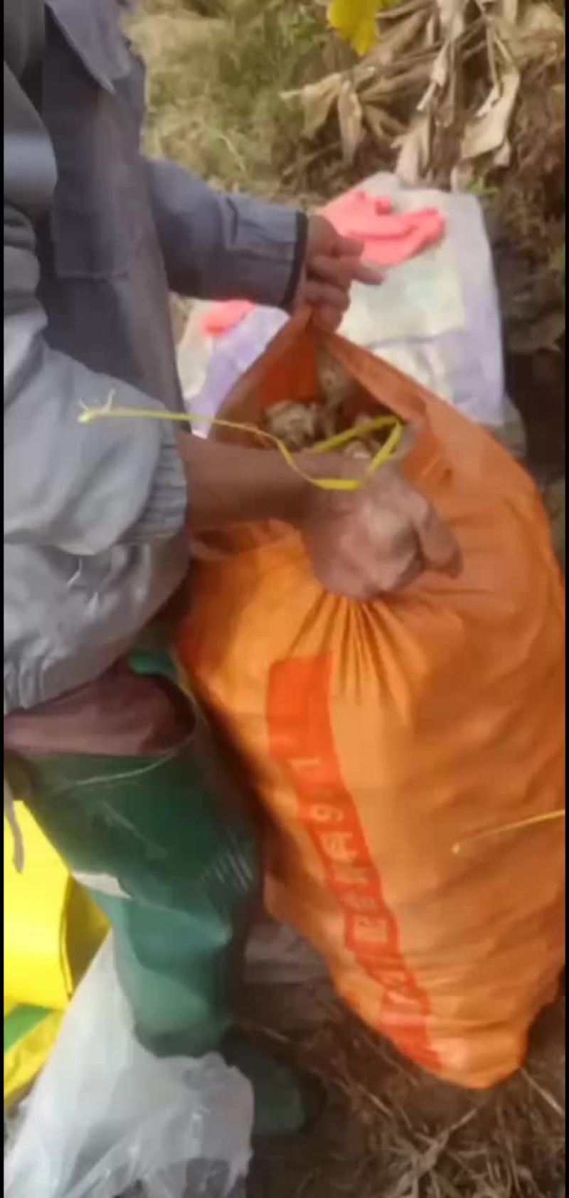 白慈姑产地直销现挖现发