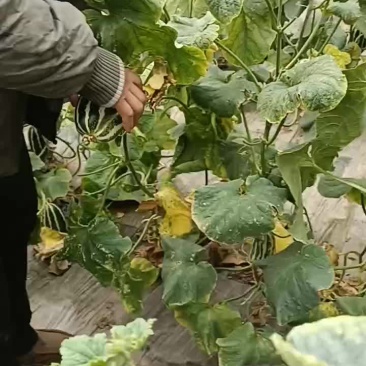 博洋