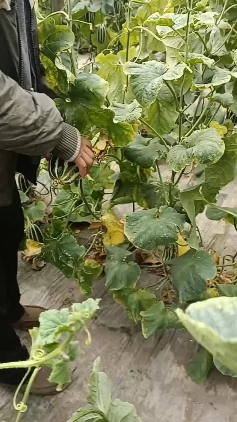 博洋