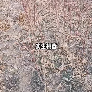 实生桃苗需要的联系我。欢迎来基地冾谈购买