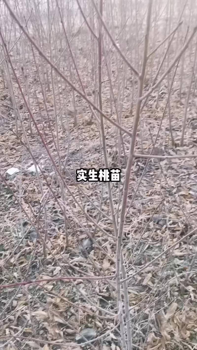 实生桃苗需要的联系我。欢迎来基地冾谈购买