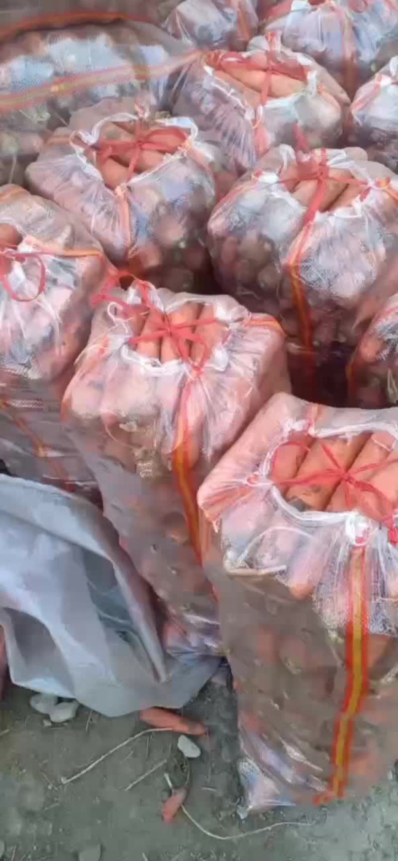 大量供应胡萝卜