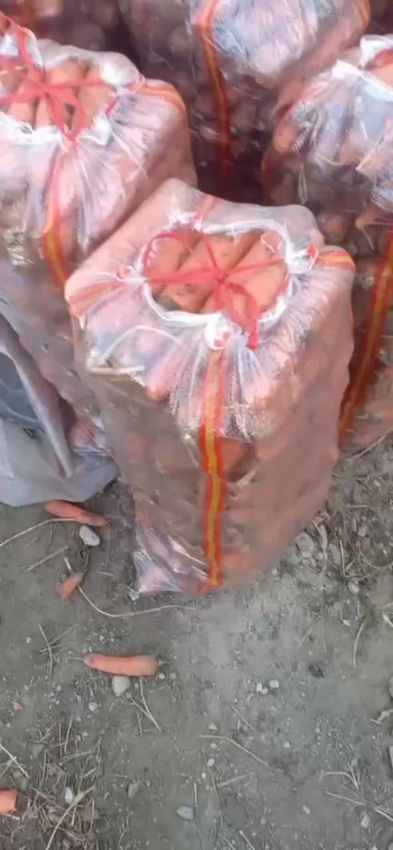 大量供应胡萝卜