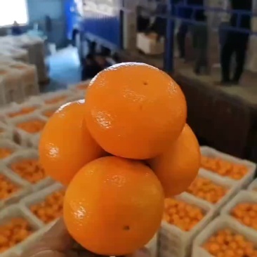 大量精品沃甘，紧张发货中，每个果都经过精挑细选