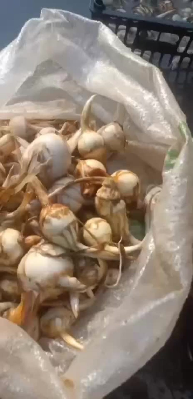 大量上市，有量有价