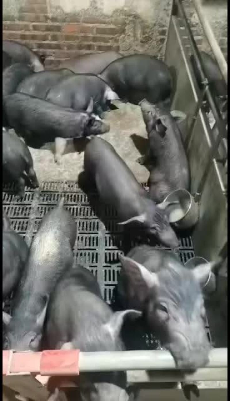 生态黑猪