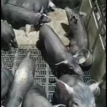 生态黑猪