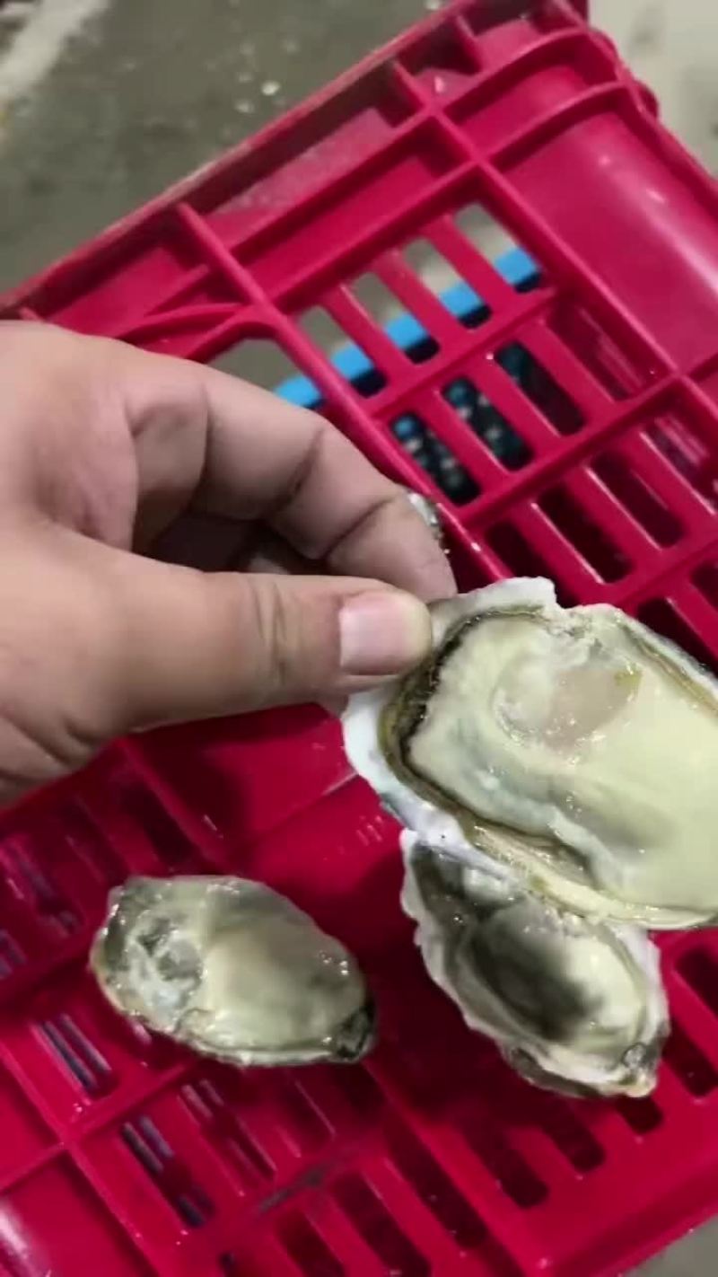 自产自销正宗乳山生蚝