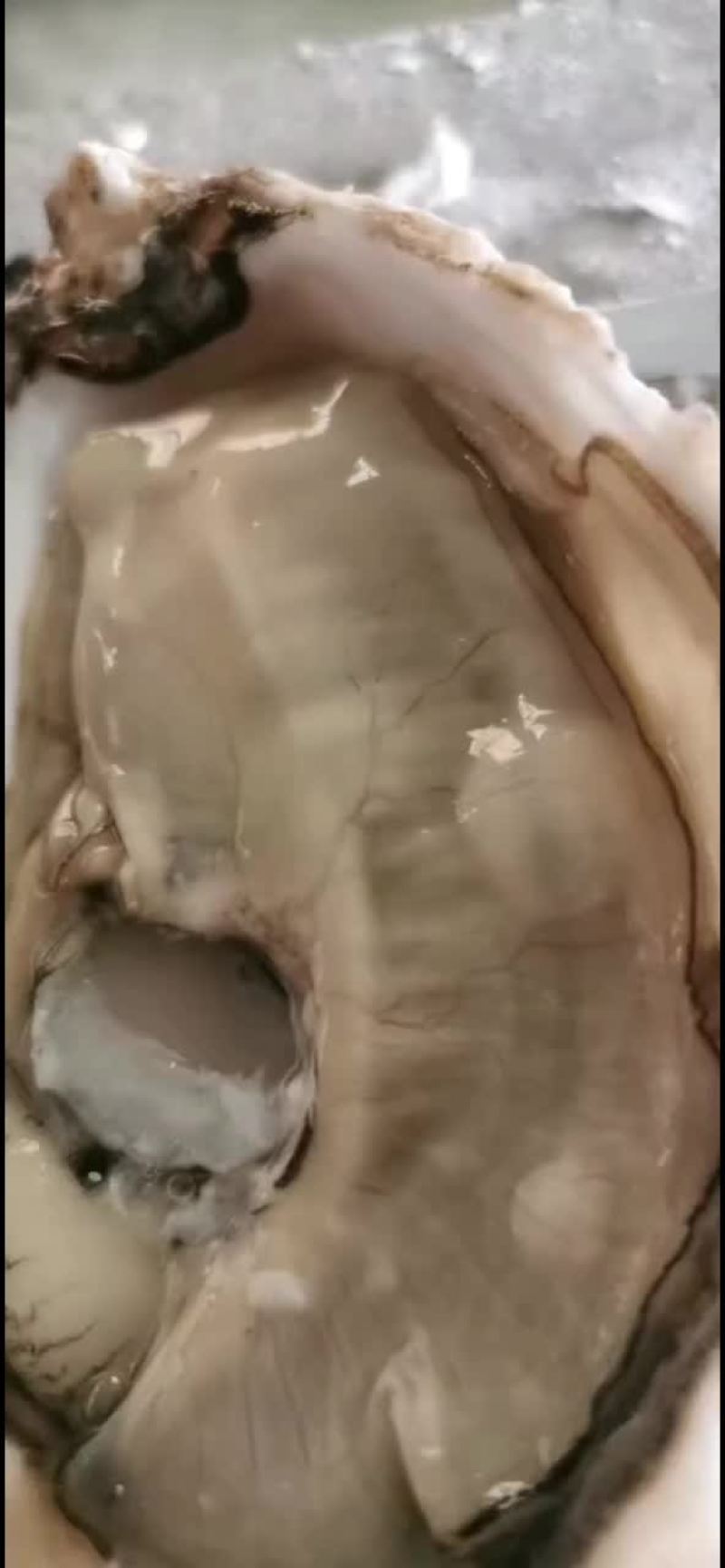 自产自销正宗乳山生蚝
