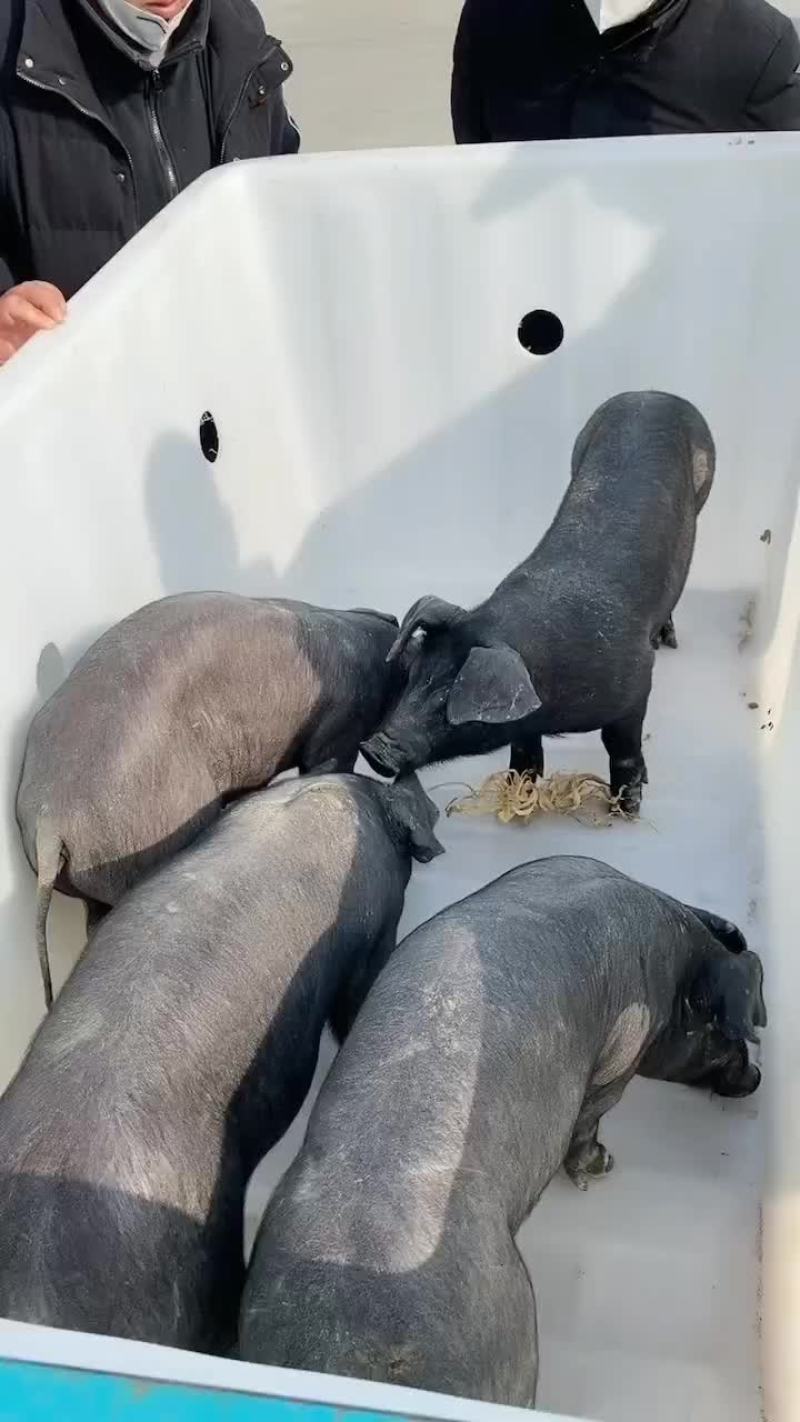种公猪和种母猪