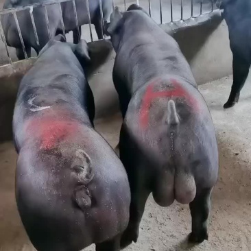 种公猪和种母猪