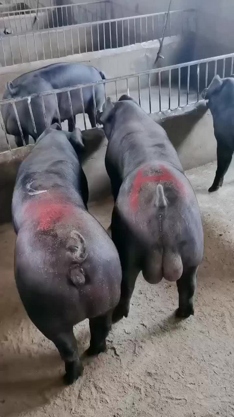 种公猪和种母猪