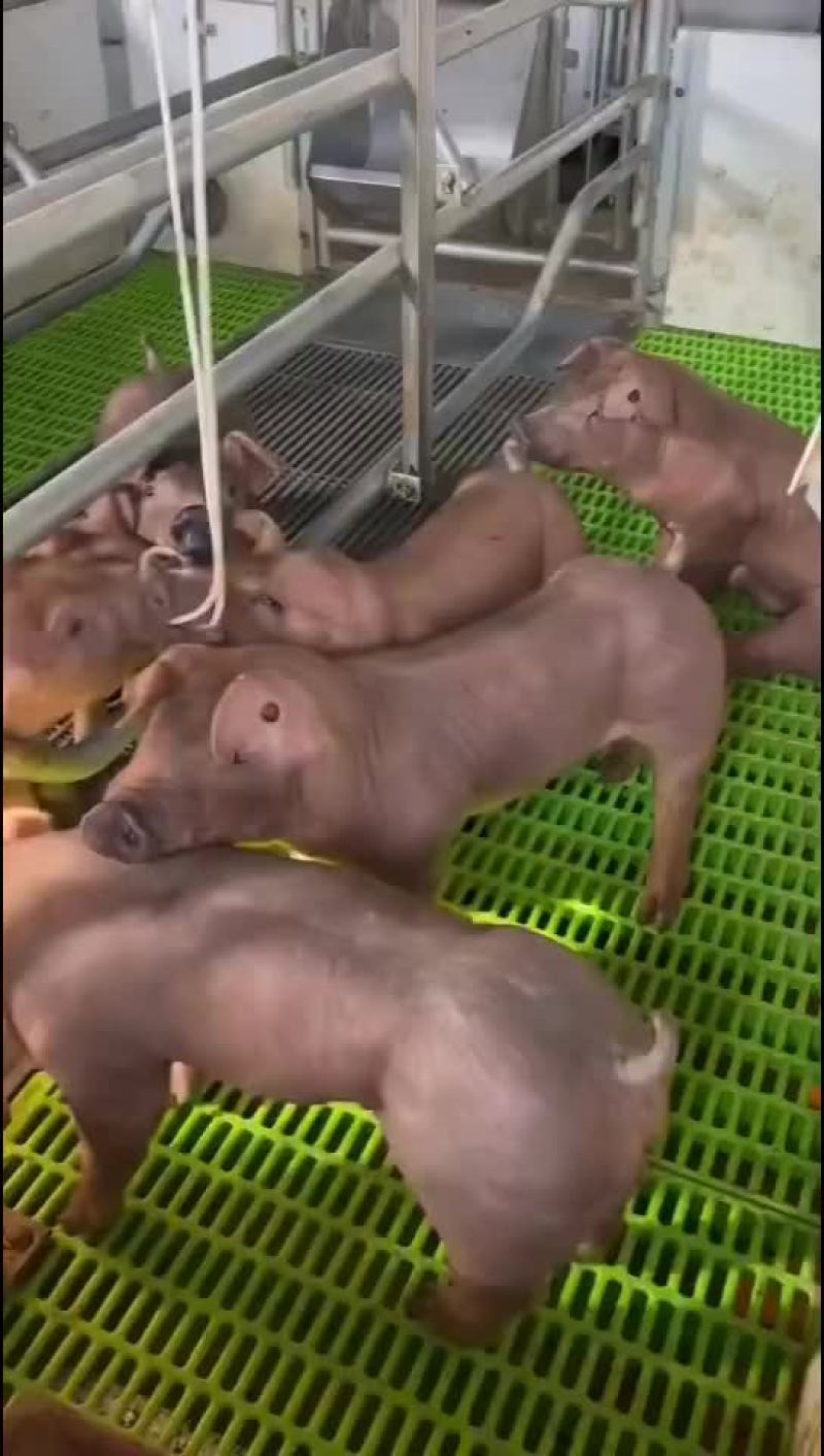 长白公猪和母猪～大白母猪～二元母猪