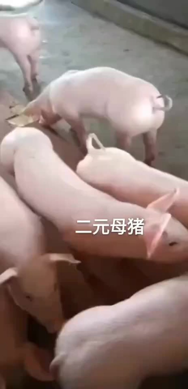 长白公猪和母猪～大白母猪～二元母猪