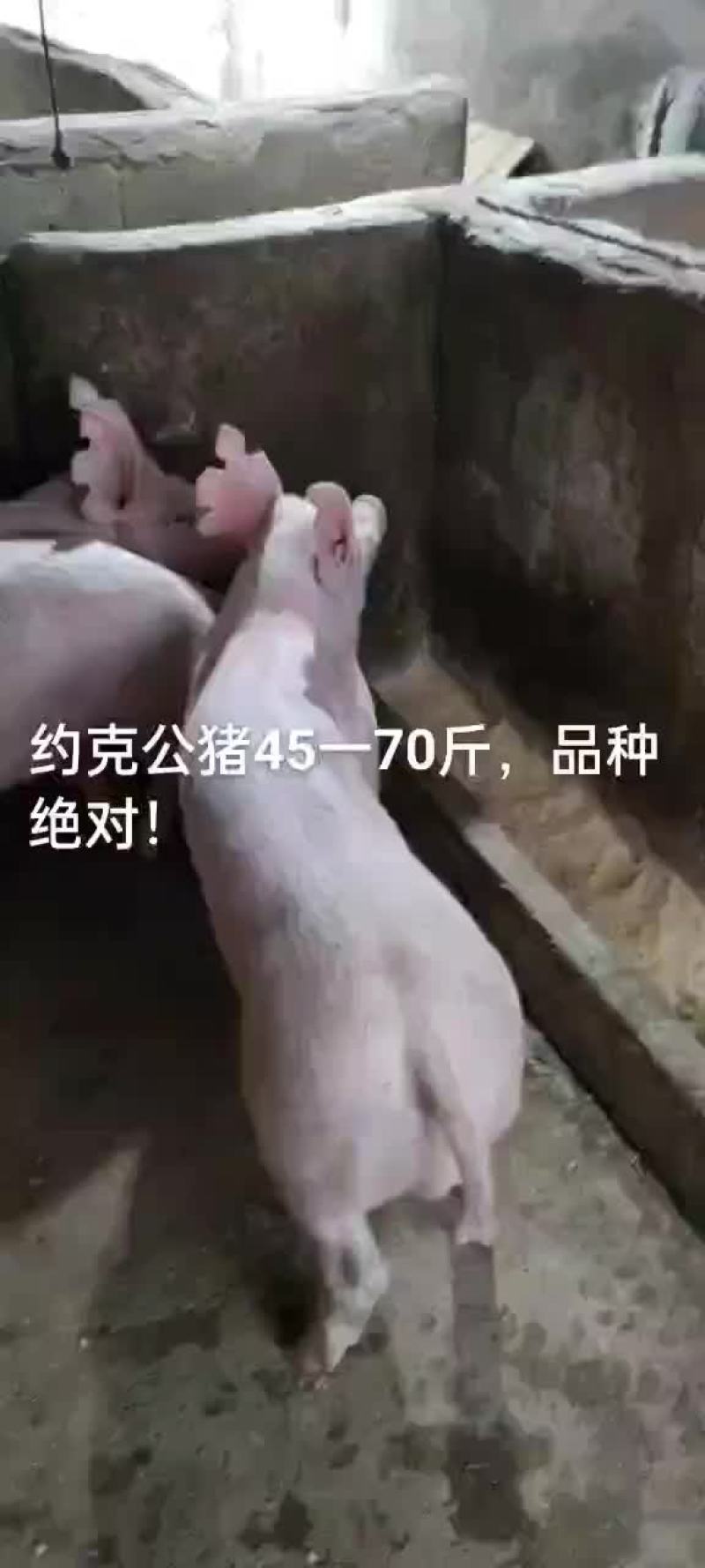 长白公猪和母猪～大白母猪～二元母猪
