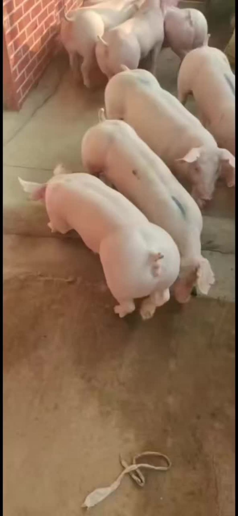 长白公猪和母猪～大白母猪～二元母猪