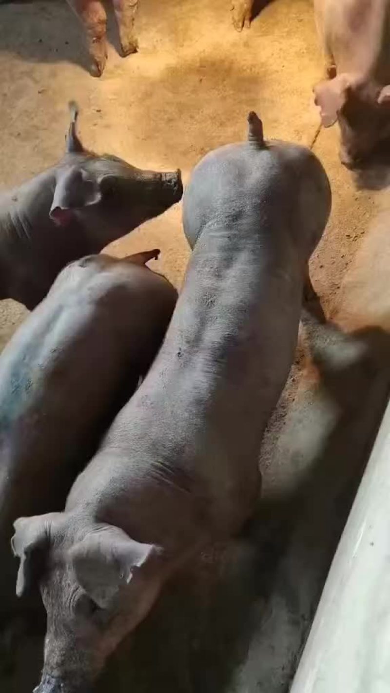 长白公猪和母猪～大白母猪～二元母猪