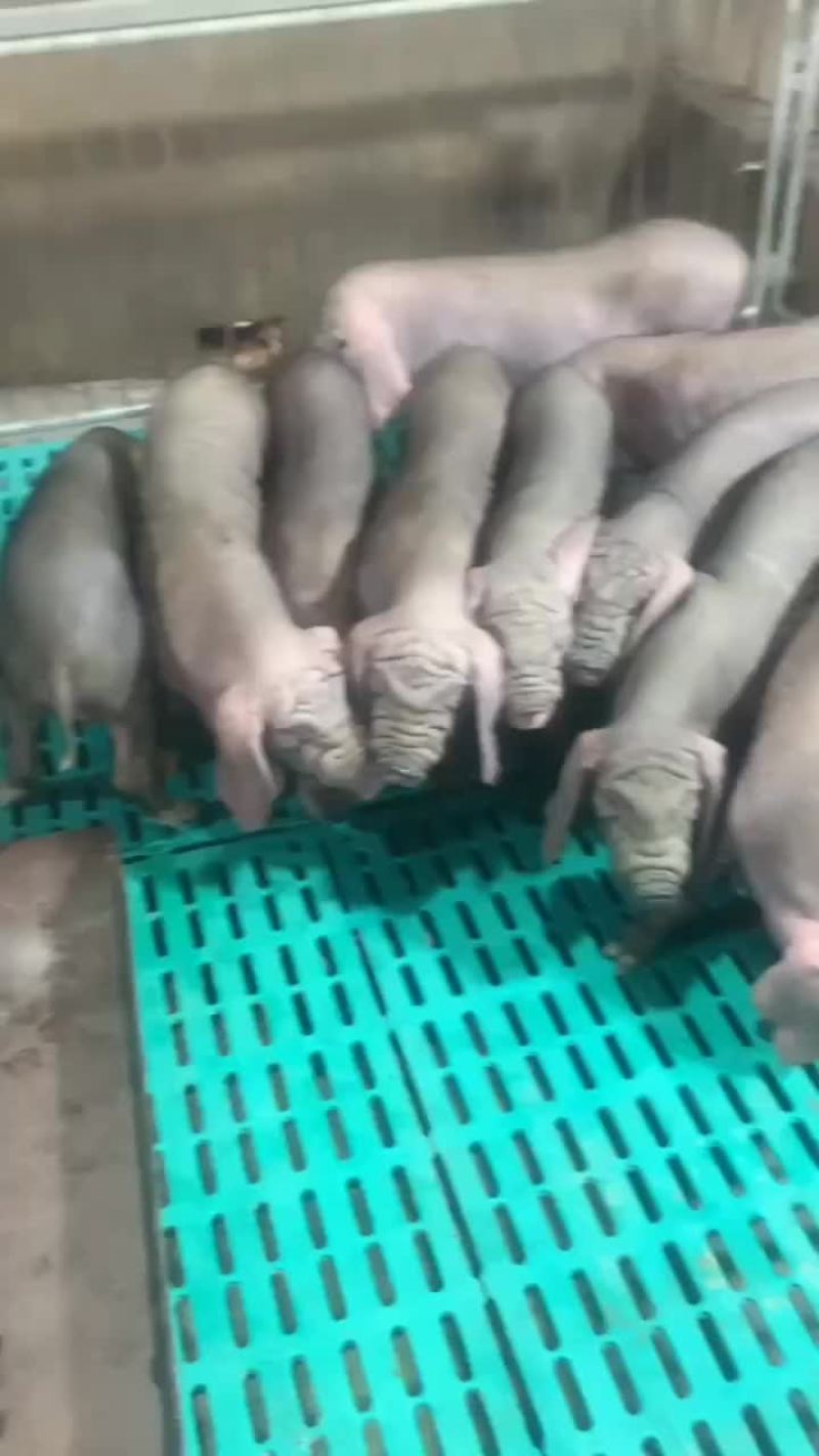 长白公猪和母猪～大白母猪～二元母猪