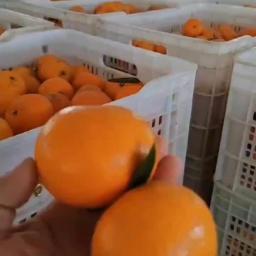 精品沃甘每天发车！货源充足，价格实惠