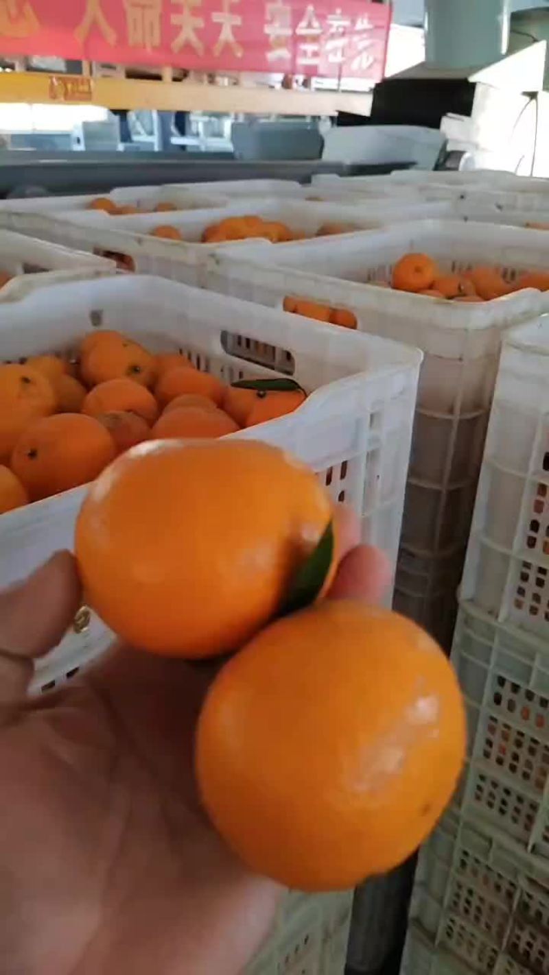 精品沃甘每天发车！货源充足，价格实惠