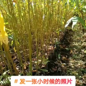 木姜子苗出售