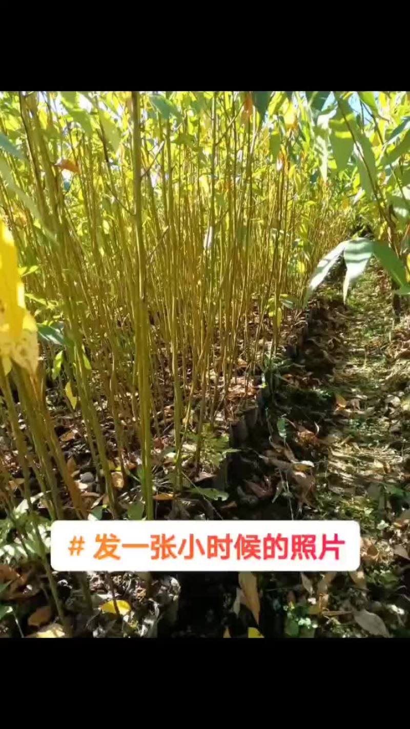 木姜子苗出售