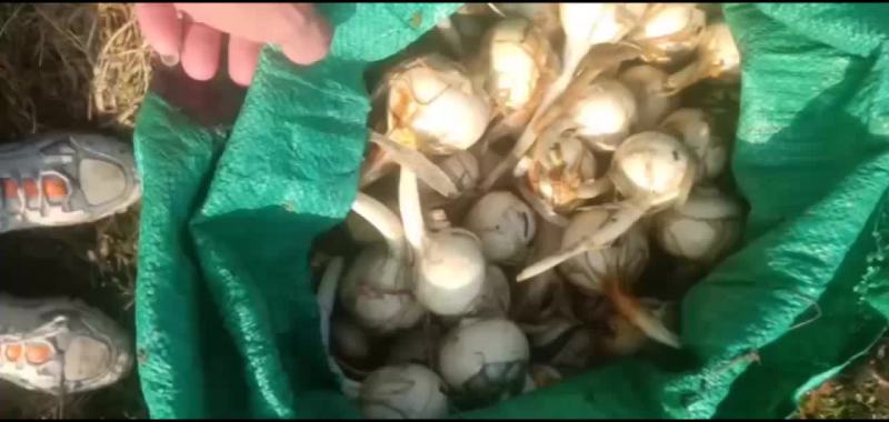 精品慈姑大量有货现挖现发