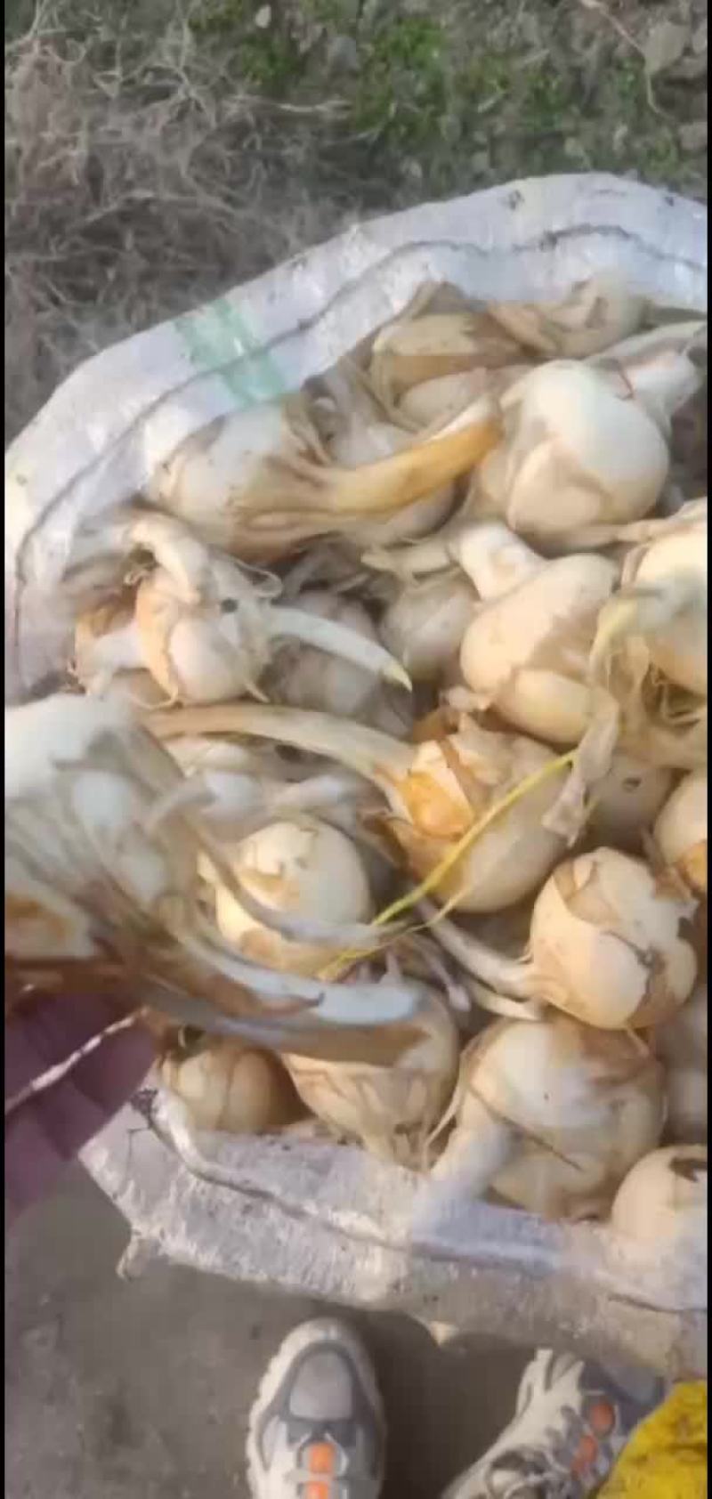 精品慈姑大量有货现挖现发
