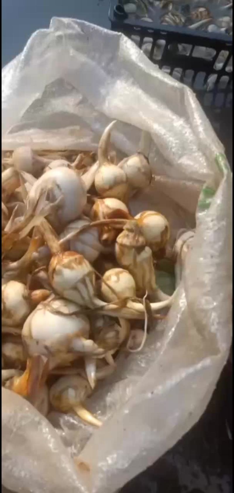 精品慈姑大量有货现挖现发