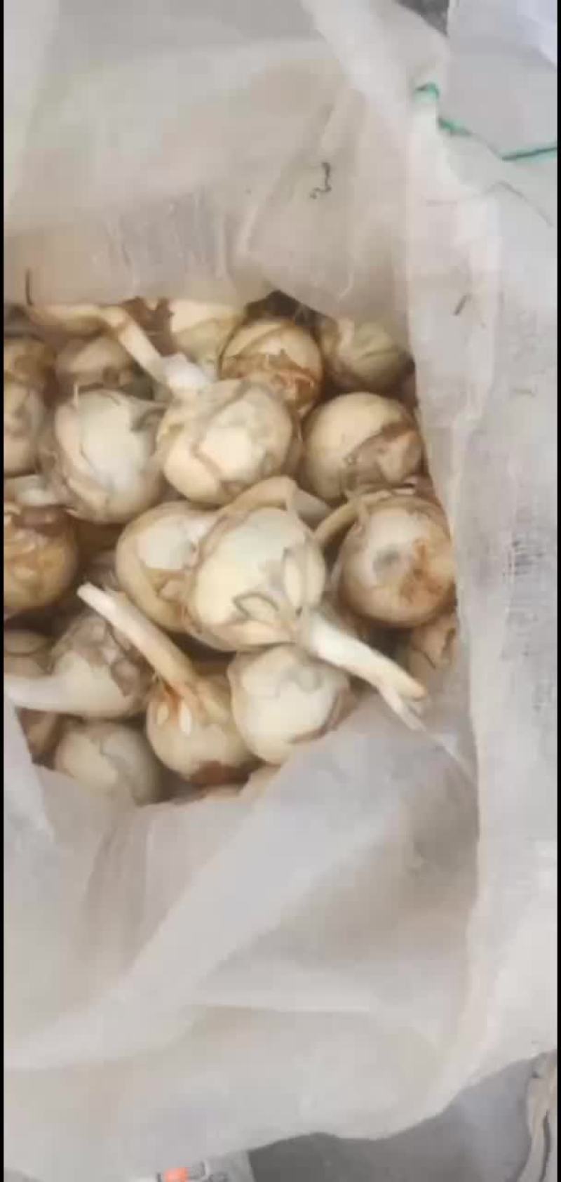 精品慈姑大量有货现挖现发