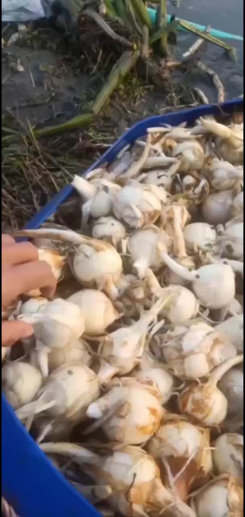精品慈姑大量有货现挖现发