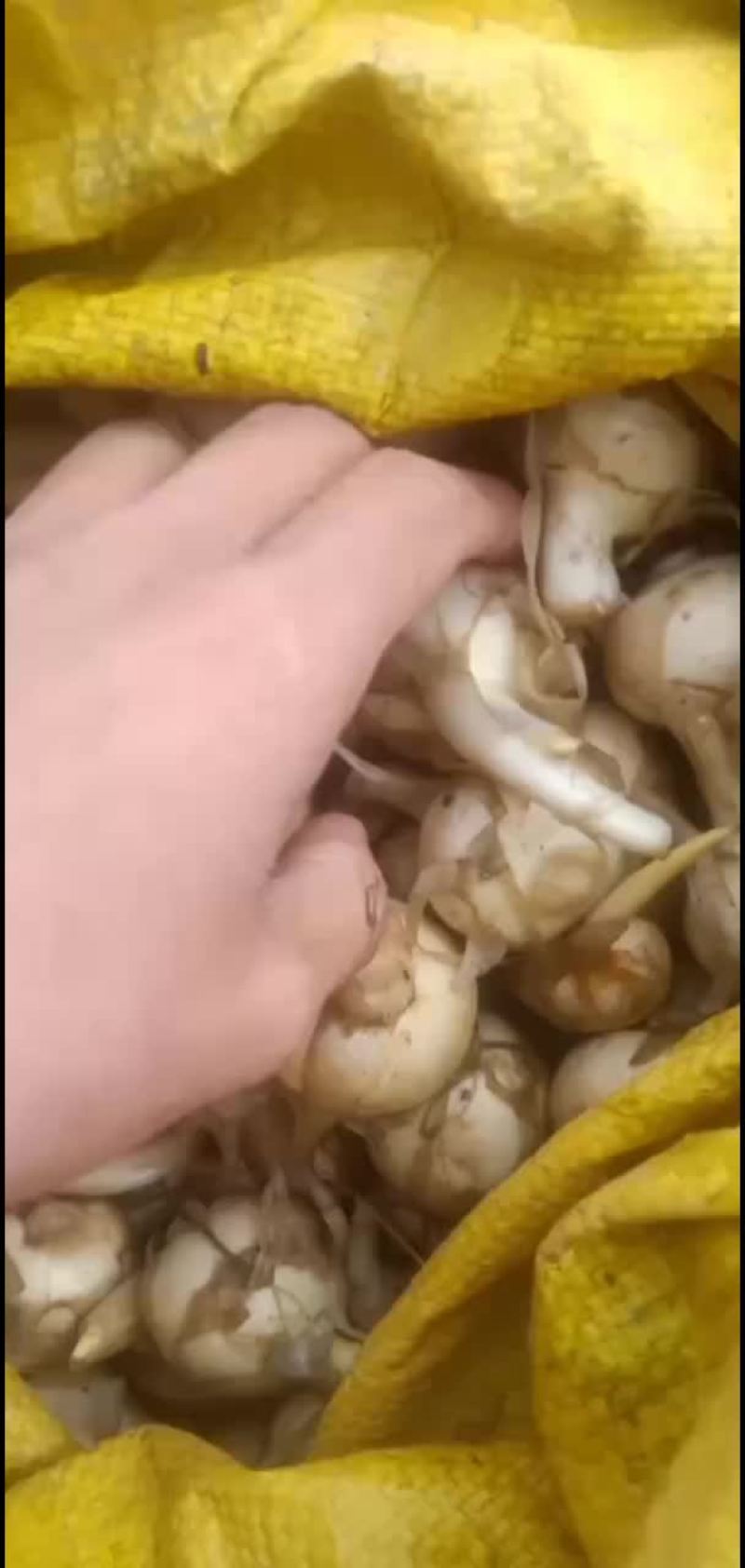 新鲜特产白慈姑大量上市，产地直销现挖现发