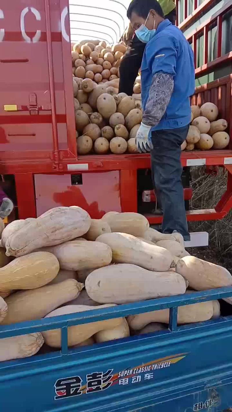 优质密本南瓜大量有货价格优美