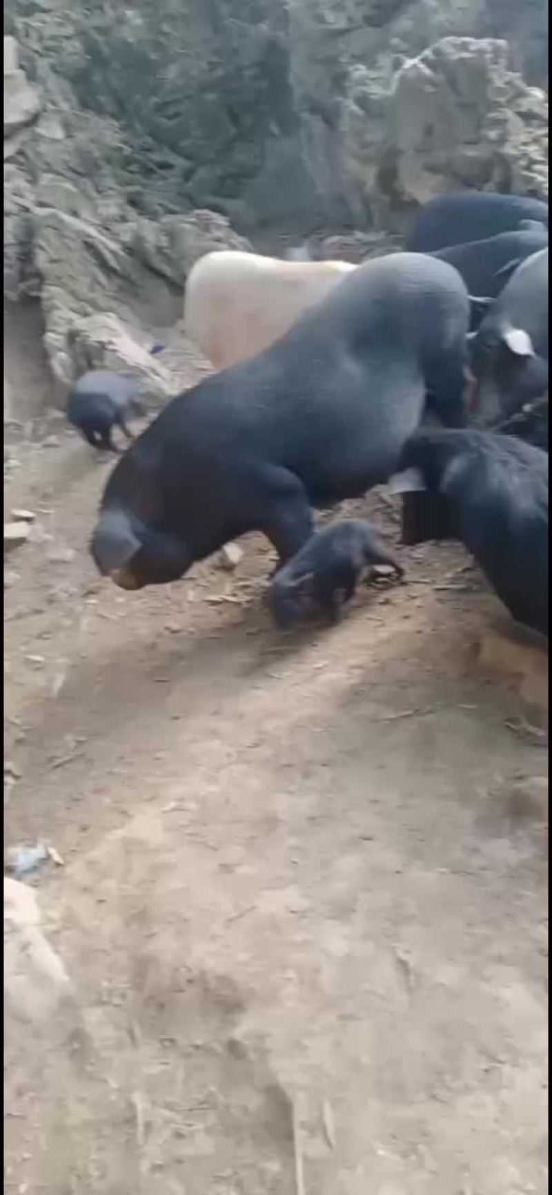 活猪