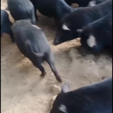 活猪