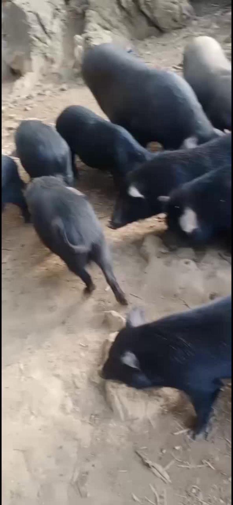活猪