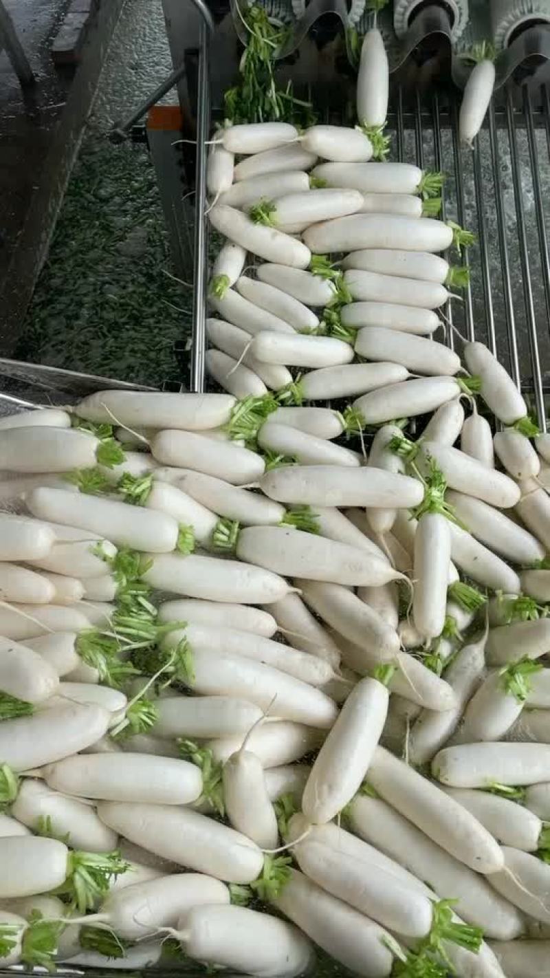 白萝卜