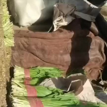 韭菜