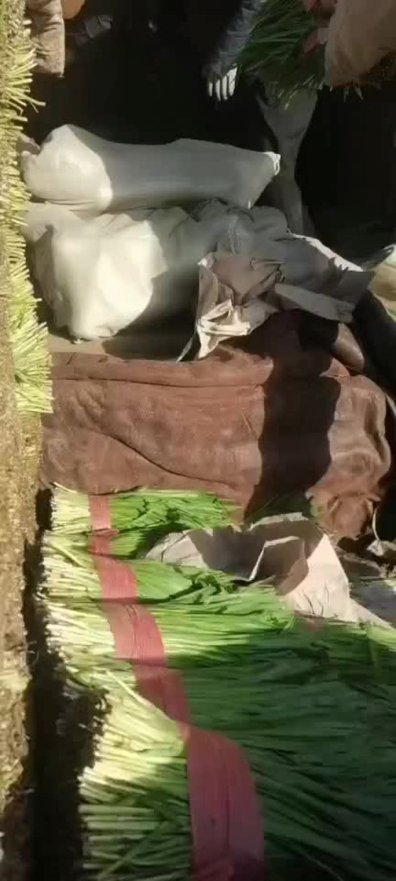 韭菜