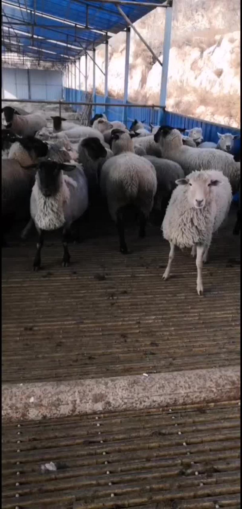 纯种黑萨福克