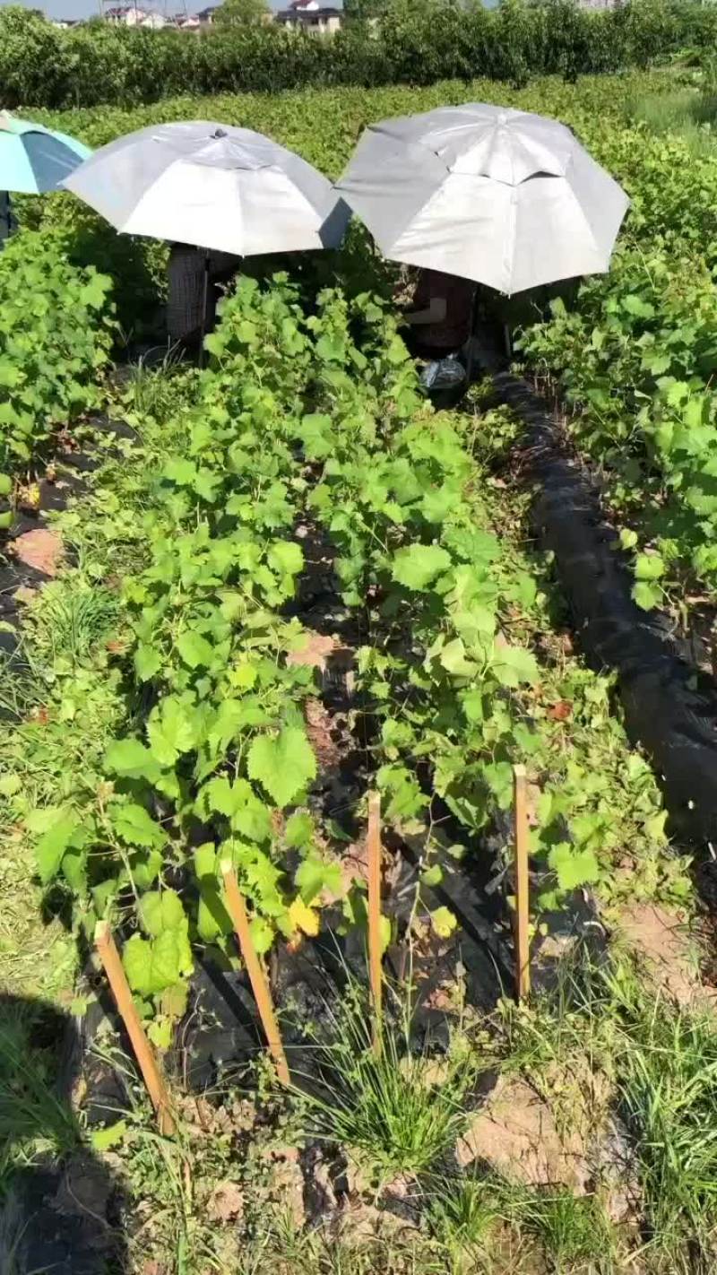 阳光玫瑰葡萄苗